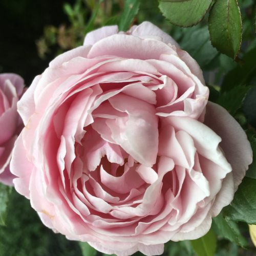 Soeur Emmanuel - Pink Delbard Rose