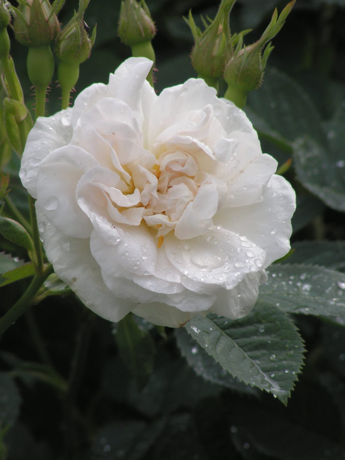 Alba Maxima | Trevor White Roses - Specialist Grower of Old Roses