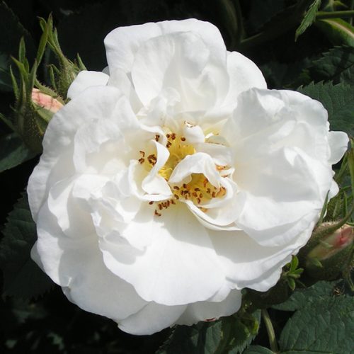Alba Maxima. White Alba Rose