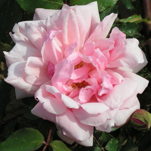 Albertine - Pink Rambling Rose