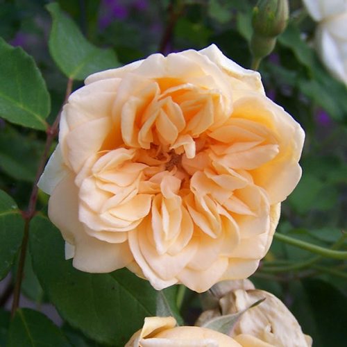 Alister Stella Grey - Yellow Climbing Rose