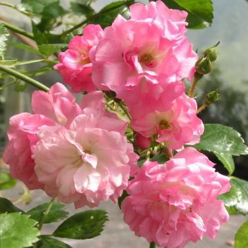Named Roses - Trevor White Roses