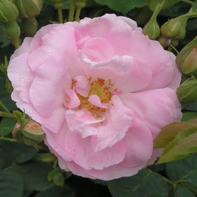 Celestial | Trevor White Roses - Specialist Grower of Old Roses