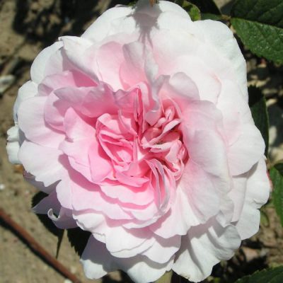 Chloris | Trevor White Roses - Specialist Grower of Old Roses