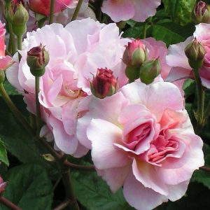 Cornelia Rose BUSH | Trevor White Roses | Buy quality mail order roses