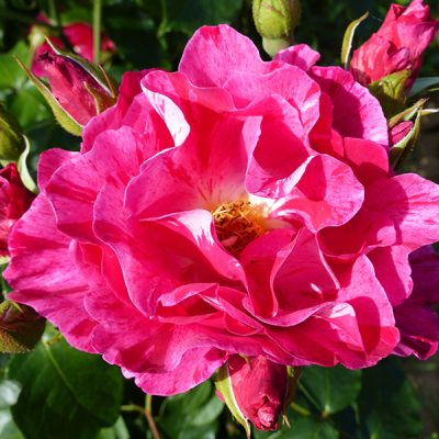 Delbard Roses | Trevor White Roses | Specialist Growers