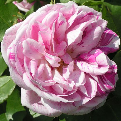 Honorine de Brabant - Striped Bourbon Rose