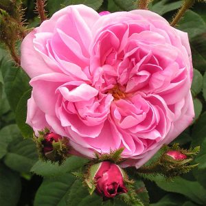 Moss Roses | Trevor White Roses | Specialist Growers of Ancient Roses