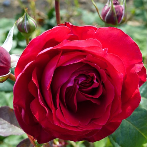 Katherine a wonderful red Renaissance Rose