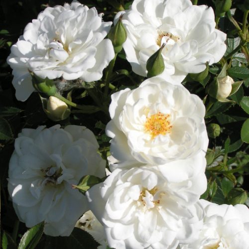 Kent - White Ground Cover Rose
