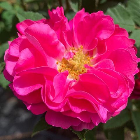 La Belle Distinguee - Species Rose., smells like apples.