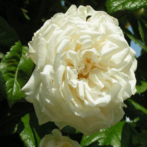 Madeleine Seltzer - Cream Rambling Rose