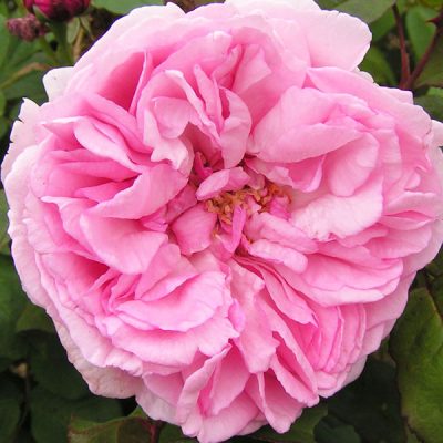 Bourbon Roses |Trevor White Roses | Specialist Growers of Ancient Roses