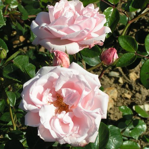 New Dawn - Pink Climbing Rose