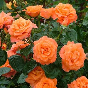 Newsflash SHRUB ROSE | Quality Roses Direct From Grower