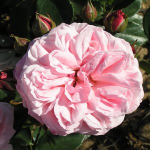 Octavia Hill SHRUB ROSE | Quality Roses Direct From Grower