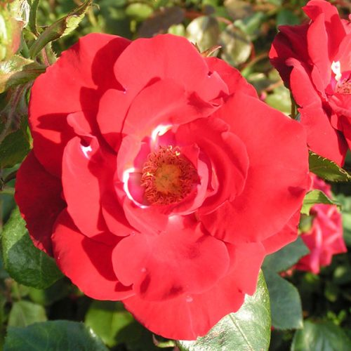 Parkdirecktor Riggers - Red Climbing Rose