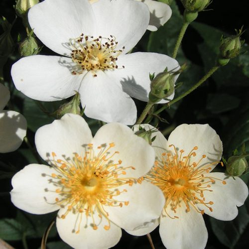Rosa Helenae - White Rambling Rose