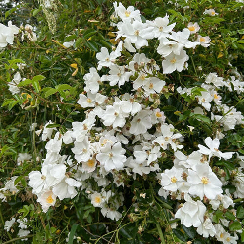 Rosa polyantha Grandiflora is a large white flowered variety.