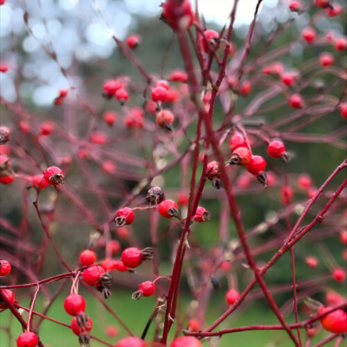 Red hips of Rosa woodsii Fendleri