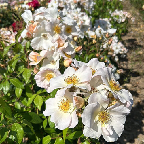 Sally Holmes with large white trusses of blooms.