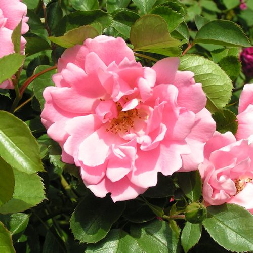 Surrey - Pink Ground Cover Rose