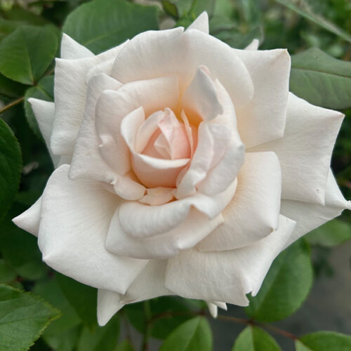 Swan Lake Rose