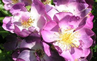 Veilchenblau - Purple Rambling Rose