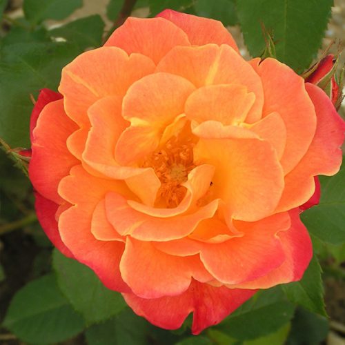 Westerland - Orange Shrub Rose