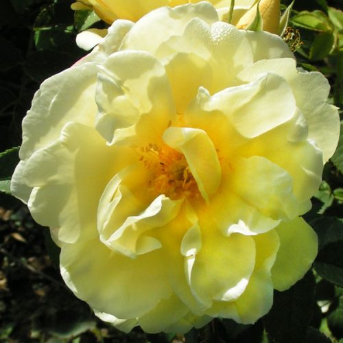 Yellow Dagmar Hastrup - Rugosa Rose
