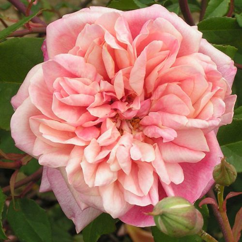 Named Roses - Trevor White Roses