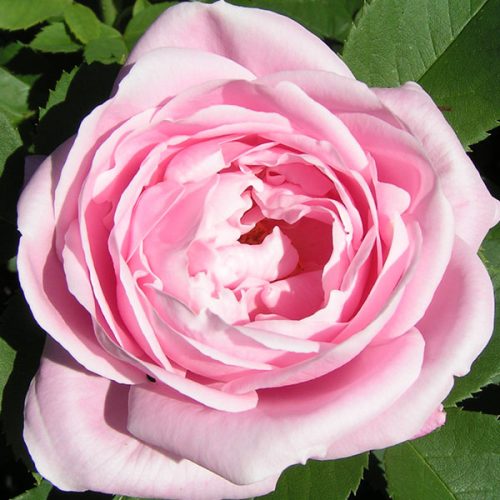 Baroness Rothschild - Pink Hybrid Perpetual Rose