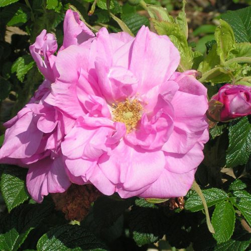 Belle Poitevine - Pink Rugosa Rose