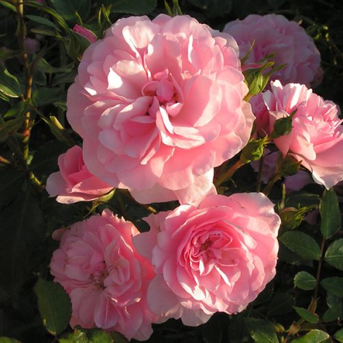 Bonica - Pink Shrub Rose