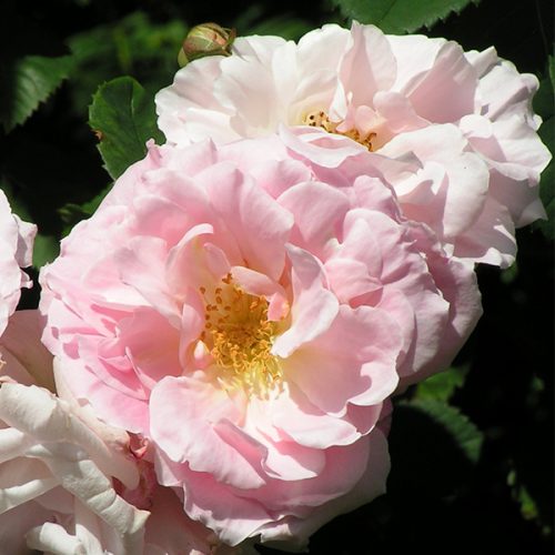 Fritz Nobis - Pink Shrub Rose