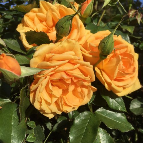 Golden Beauty - Orange Bush Rose