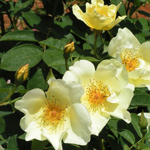 Newsflash SHRUB ROSE | Quality Roses Direct From Grower