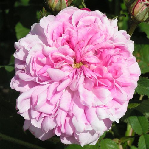 Marie Louise - Pink Damask Rose