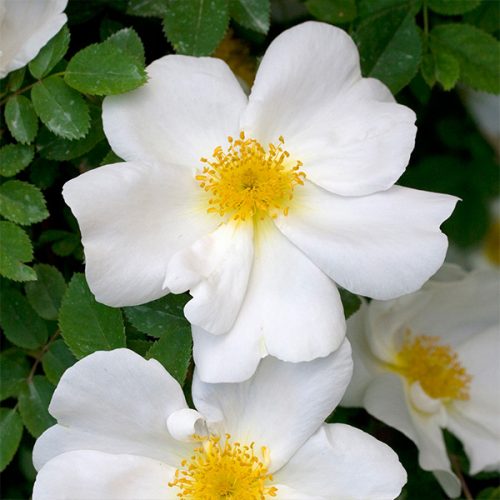 Nevada - White Shrub Rose