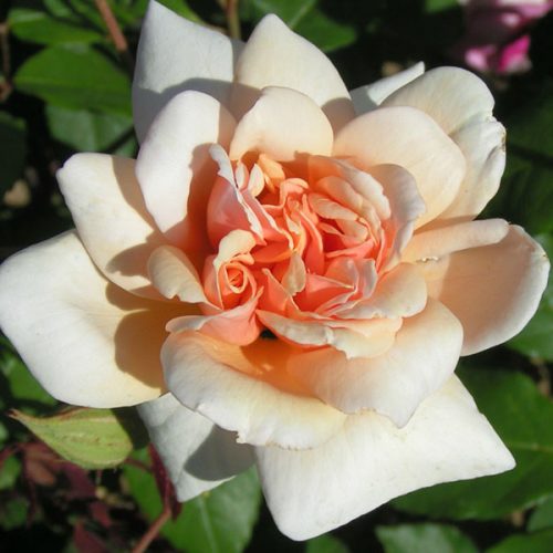 Perle d'Or - China Rose