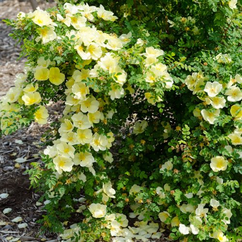 Rosa hugonis - Yellow Species Rose