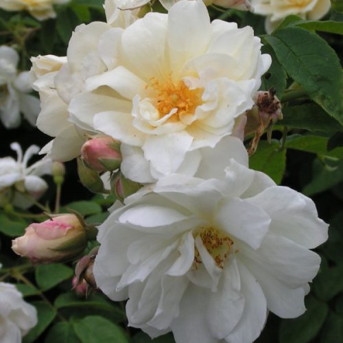 Rosa moschata 'Autumnalis' - White Species Rose