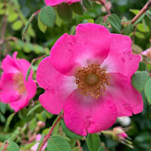 Rosa Moyesii 'Sealing Wax', beautiful species rose.