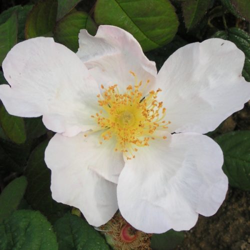 Rosa Richardii - White Species Rose
