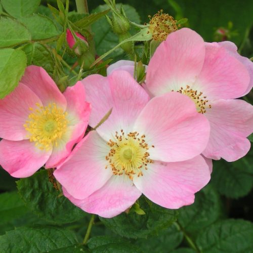 Rosa spinosissima 'Dunwich Rose', Rosa spinosissima 'Dunwic…