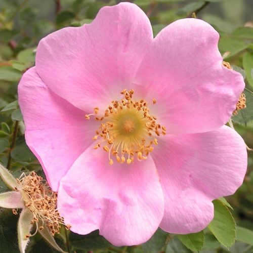 Rosa webbiana - Pink Species Rose