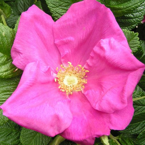 Scabrosa - Pink Rugosa Rose