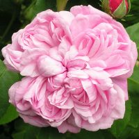 Sidonie Rose BUSH | Trevor White Roses | Buy quality mail order roses