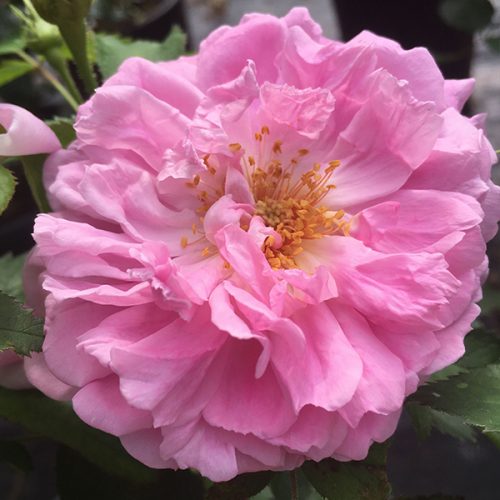 Miranda is a portland damask rose introduced in 1869 by breeder Sansal.