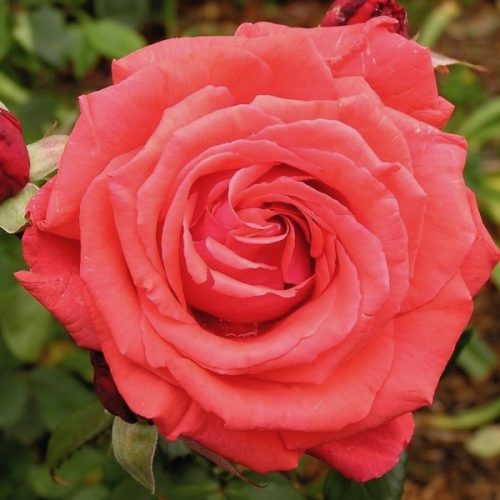 Fragrant Cloud is a modern Hybrid Tea rose with a rich scent and coral-red blooms.